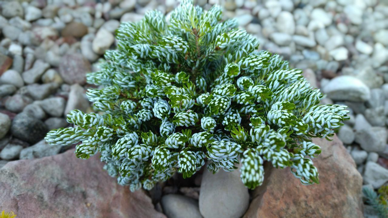 Abies koreana 'Kohout's Icebreaker'