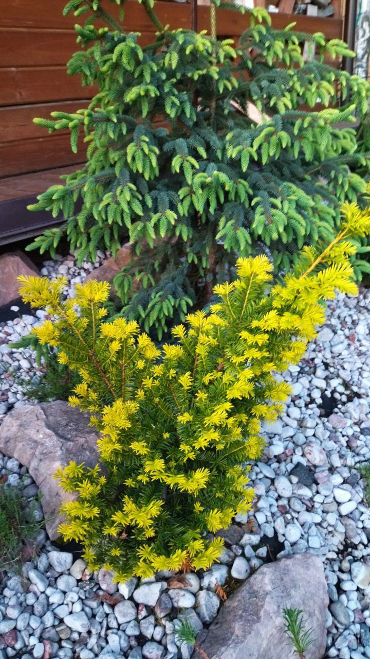 Taxus cuspidata 'Aurescens'