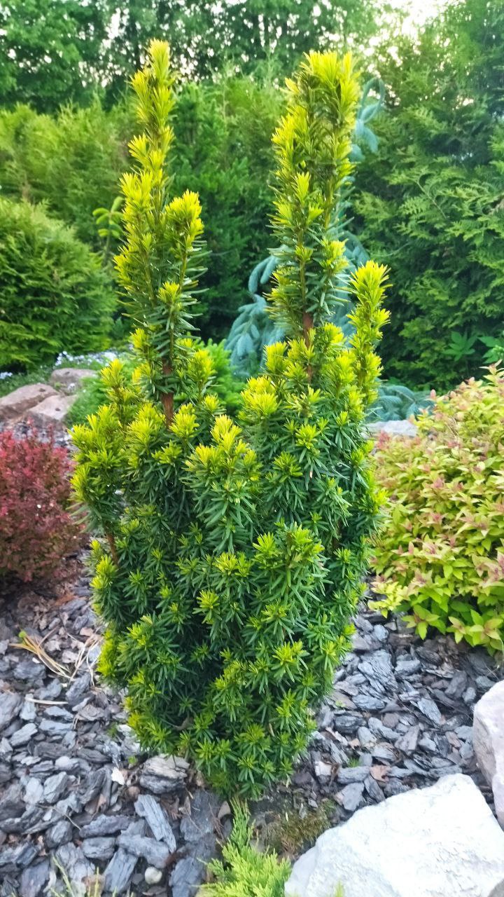 Taxus baccata 'David'