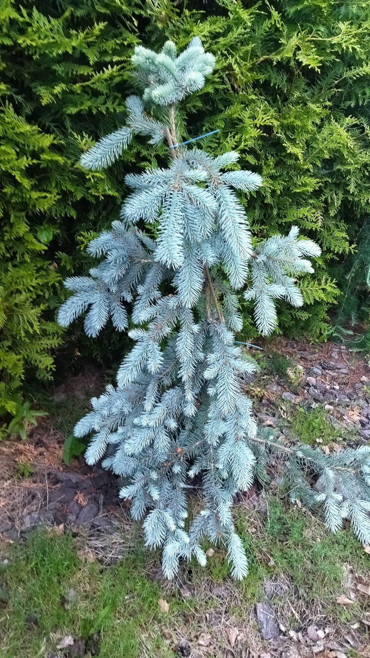 Picea pungens 'Glauca Pendula'