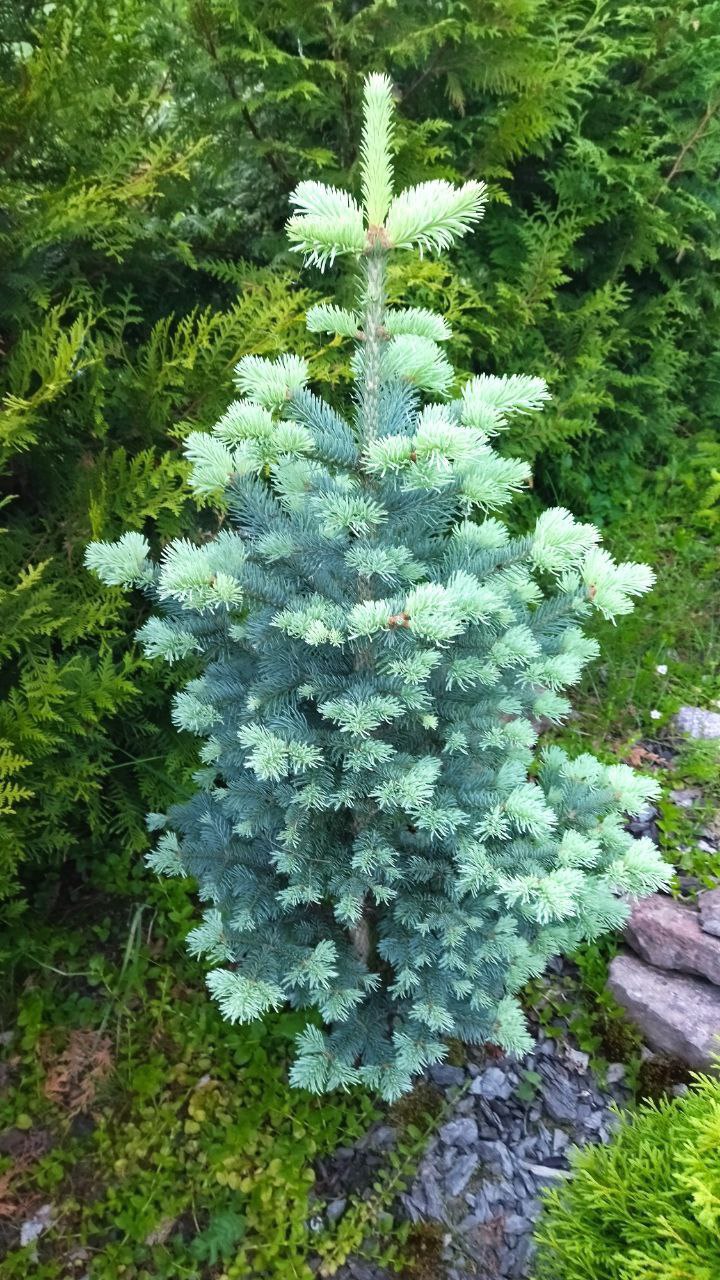 Abies lasiocarpa 'Compacta'