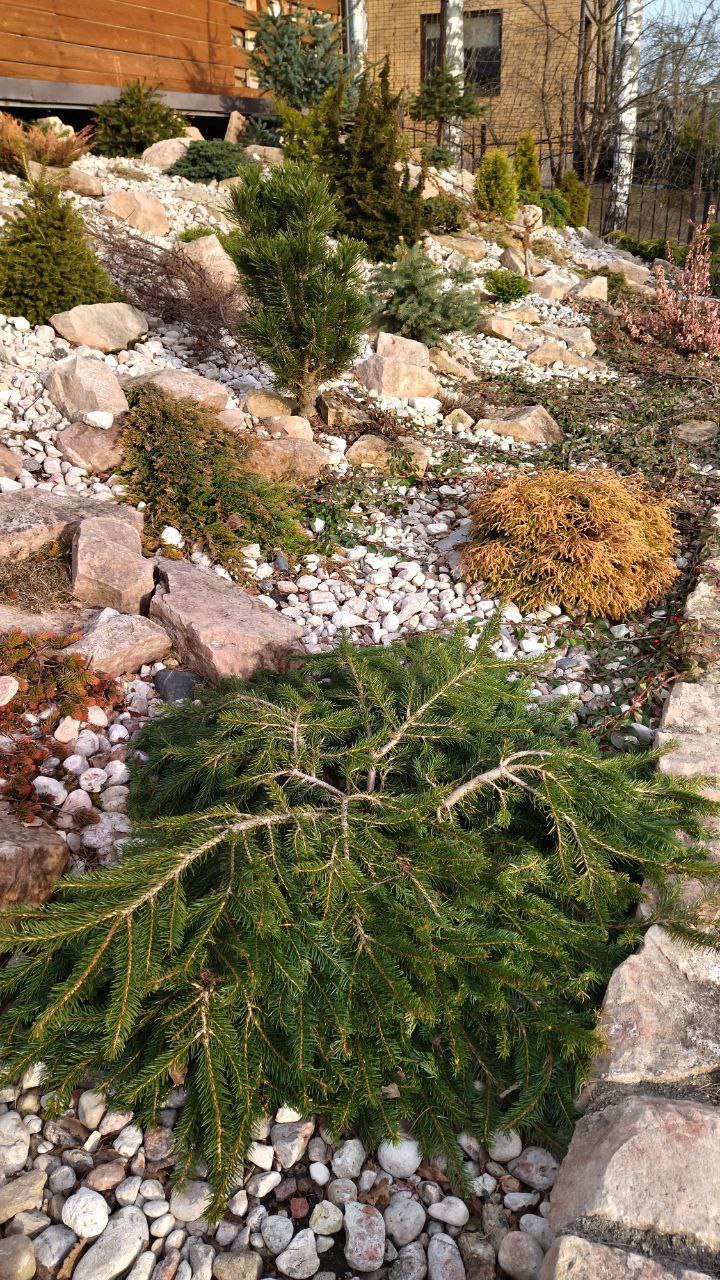 Picea abies 'Formanek'