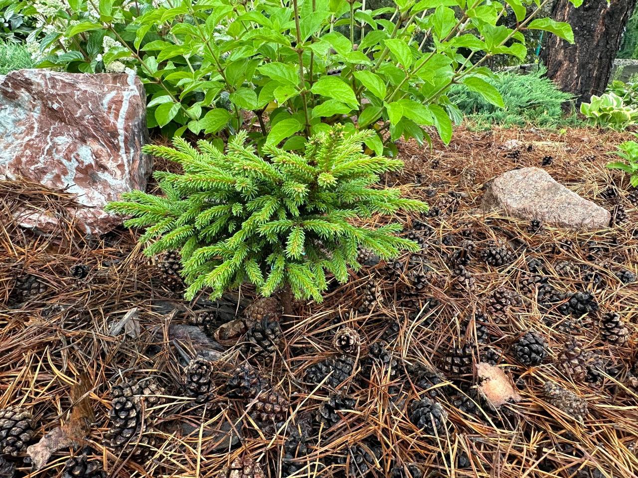 Picea obovata ‘Altai’