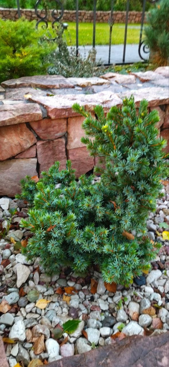 Picea omorika 'Wodan'