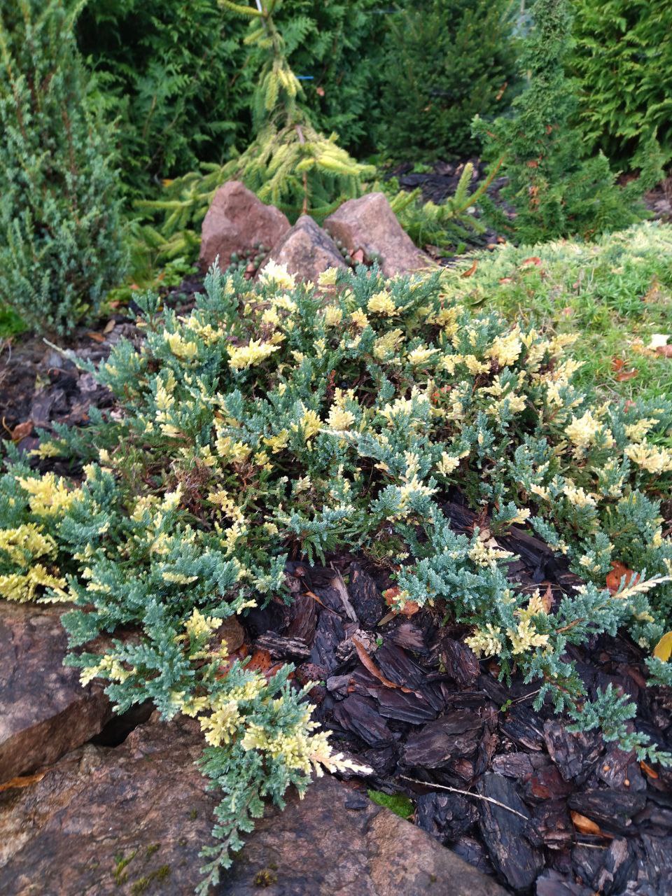 Juniperus horizontalis 'Salamander'