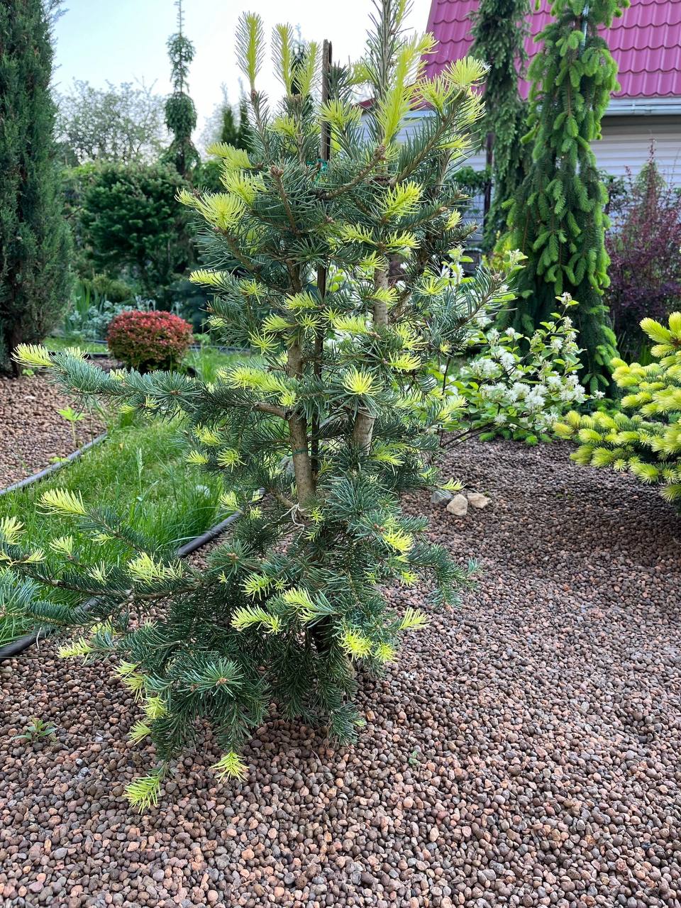 Abies concolor ‘Creamy’