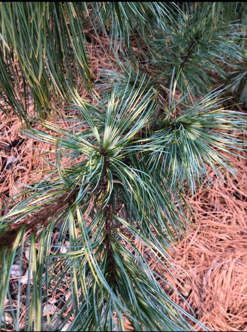 Pinus koraiensis 'Dragon Eye'