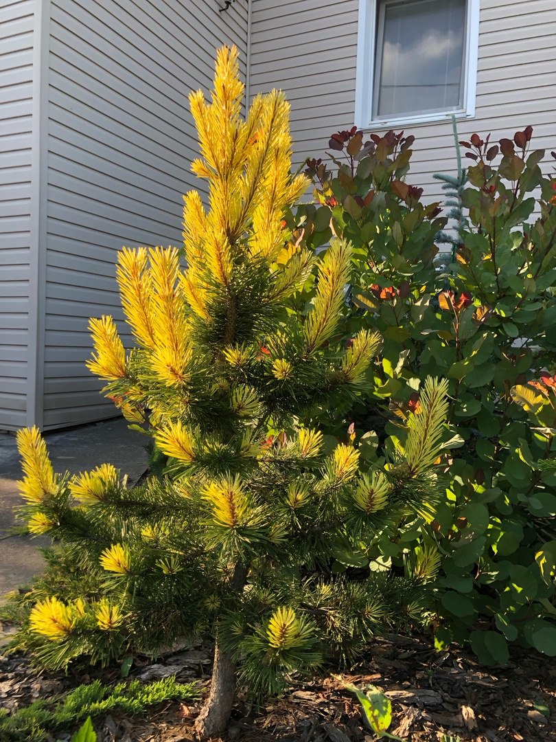 Pinus contorta ‘Taylor's Sunburst’