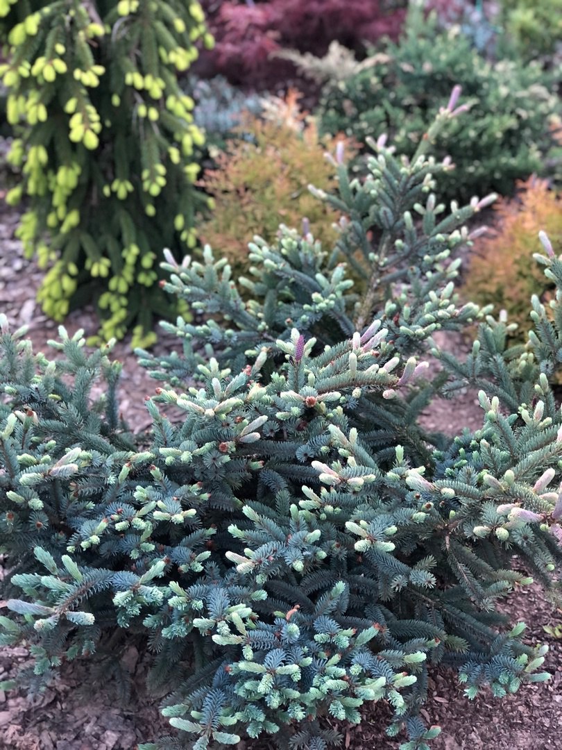 Picea  glauca  'Blue Star'
