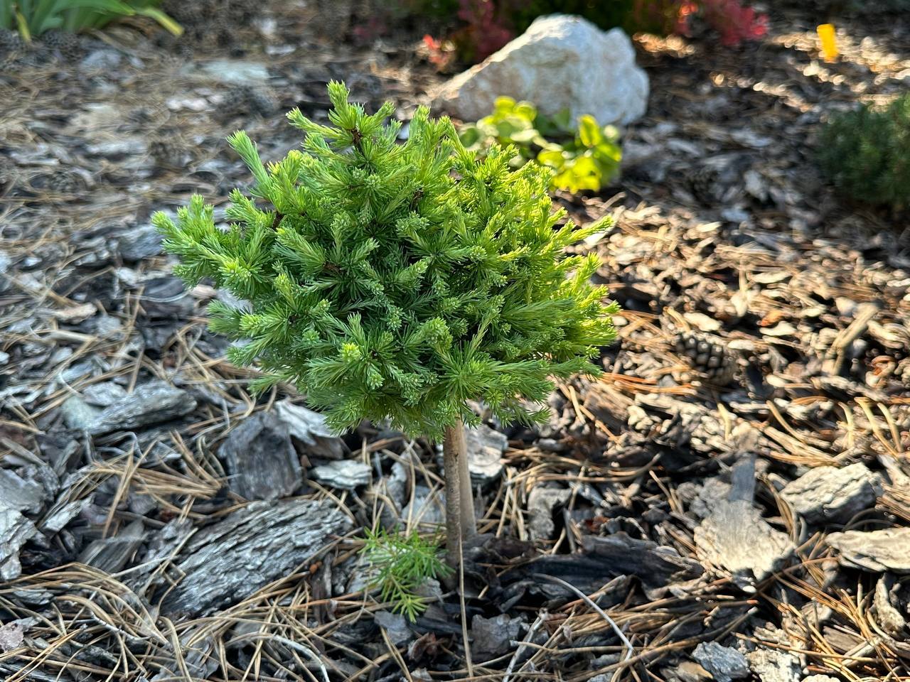 Larix kurilensis 'Macrame'