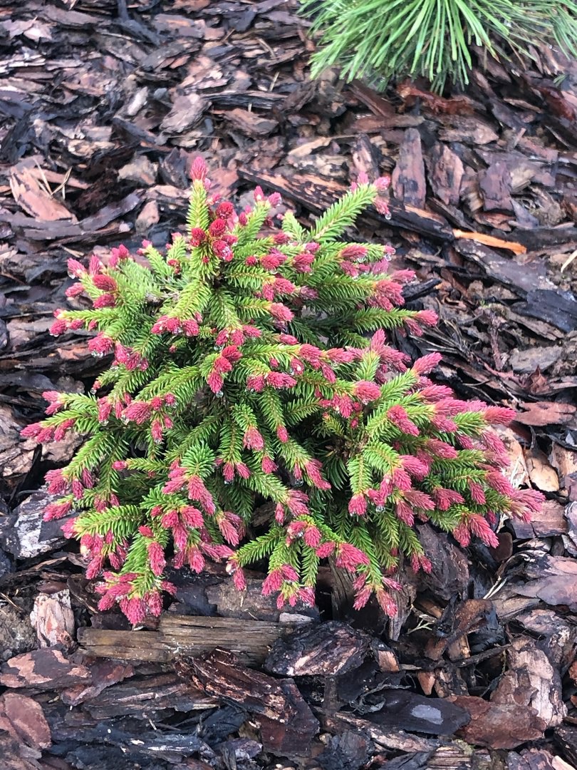 Picea abies 'Punahilkka'