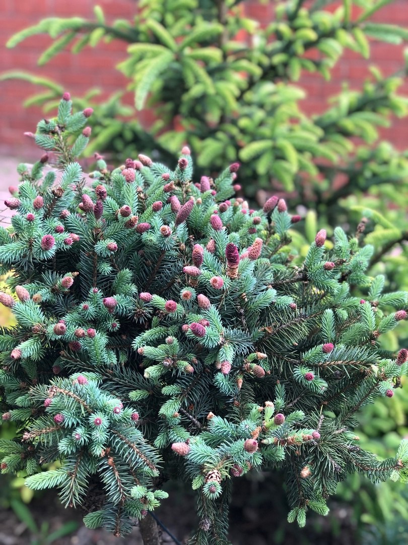 Picea pungens ‘Hermann Naue’