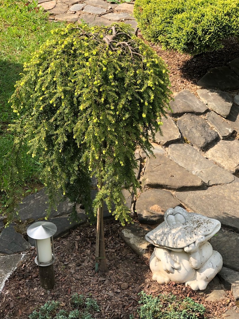 Tsuga canadensis 'Cole's Prostrate'