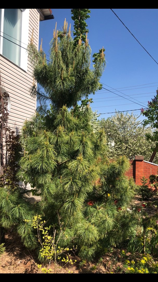 Pinus koraiensis ‘Dragon Eye’