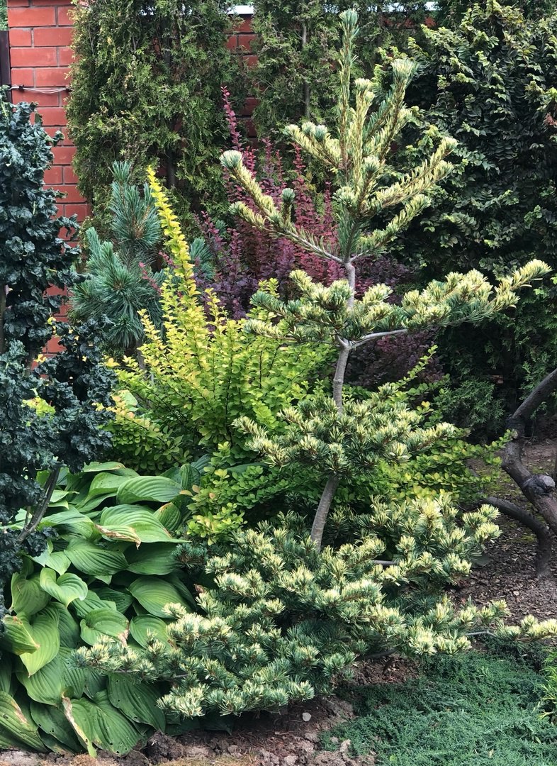 Pinus parviflora ‘Fukai’