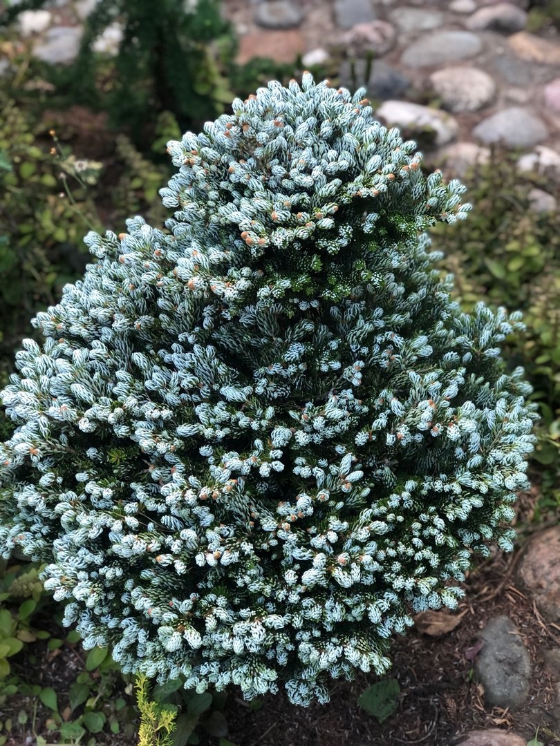 Abies koreana ‘Kohout's Icebreaker’