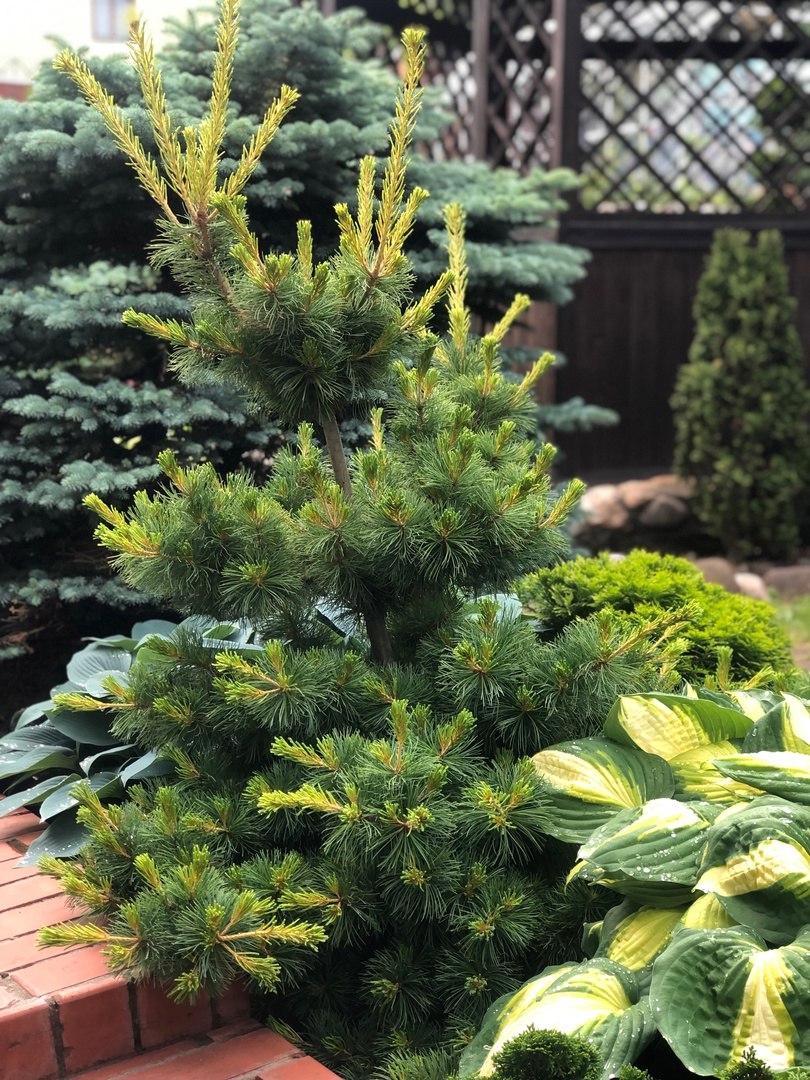 Pinus parviflora ‘Goldilocks’