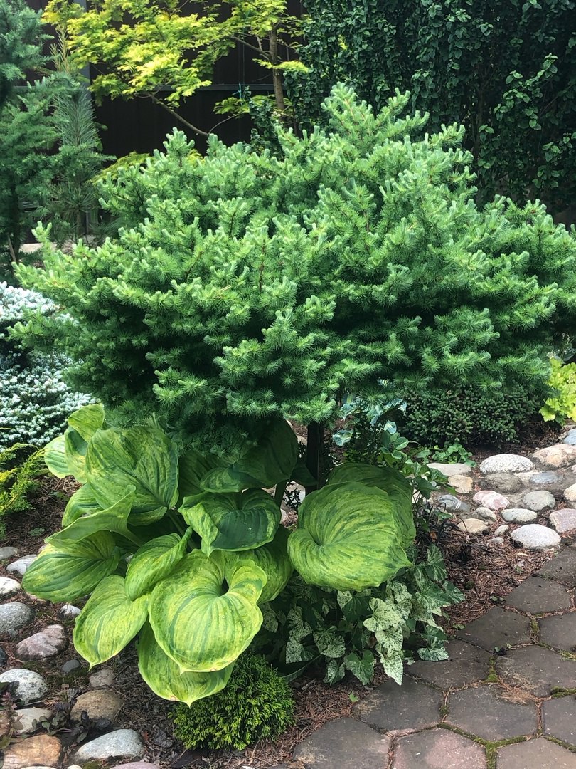Larix kaempferi ‘Blue Kroc’