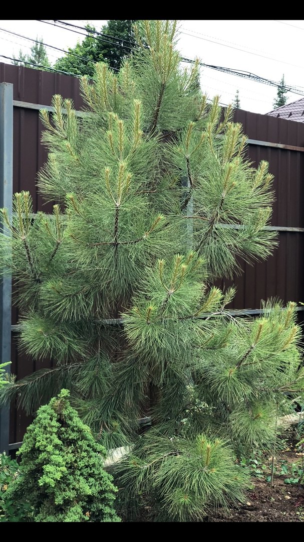 Pinus ponderosa ‘Agnieszka’
