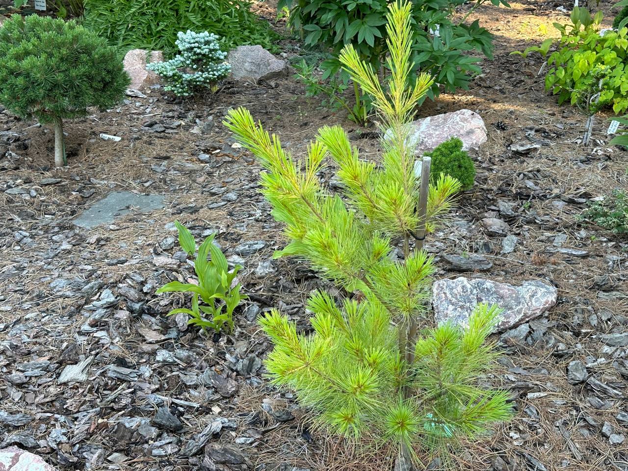 Pinus strobus ‘Louie’