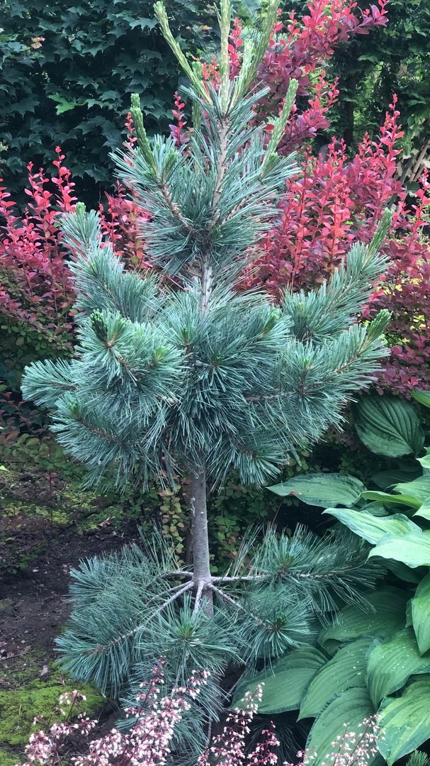 Pinus flexilis ‘Cessarini Blue’