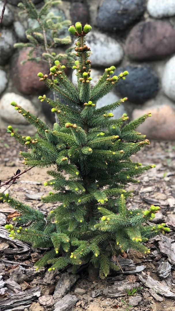 Picea sitchensis ‘Foxy Lady’