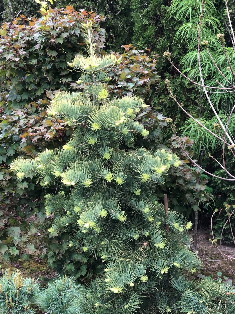 Abies concolor ‘Wintergold’