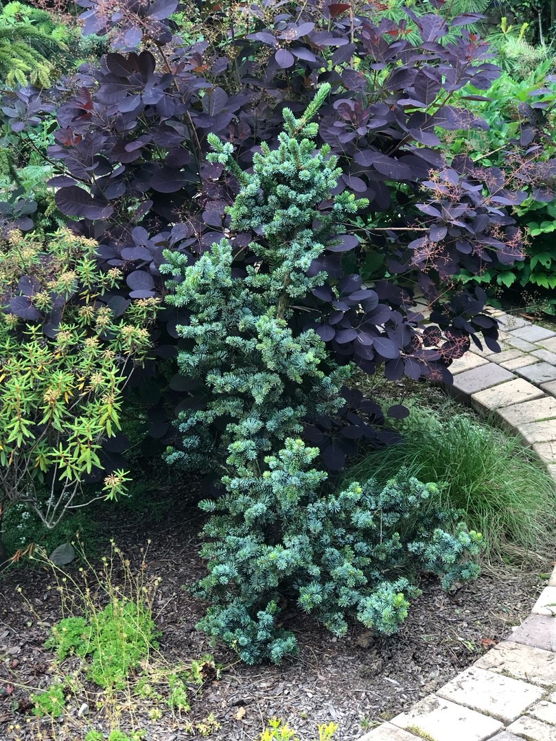 Picea omorika ‘De Ruyter’