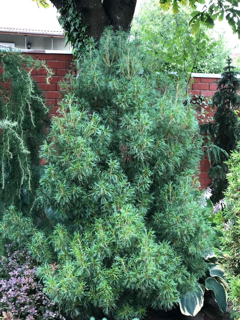 Pinus strobus ‘Tiny Curls’