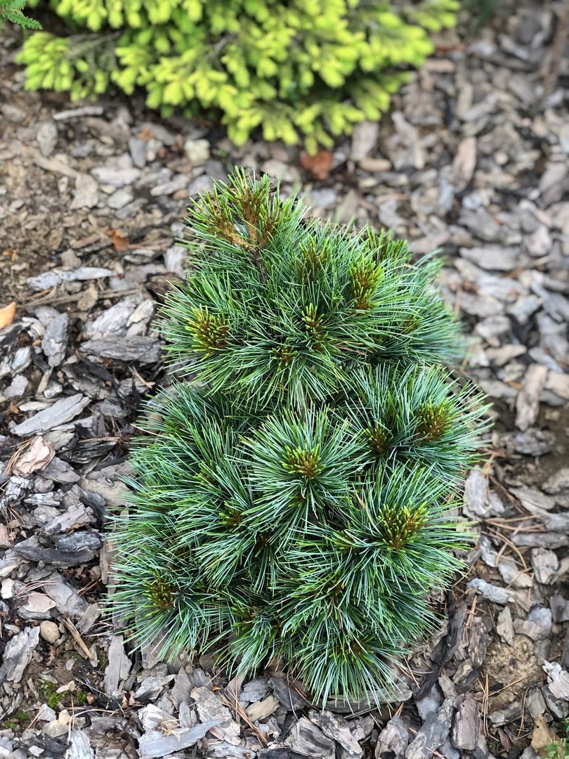 Pinus koraiensis 'Baishan'