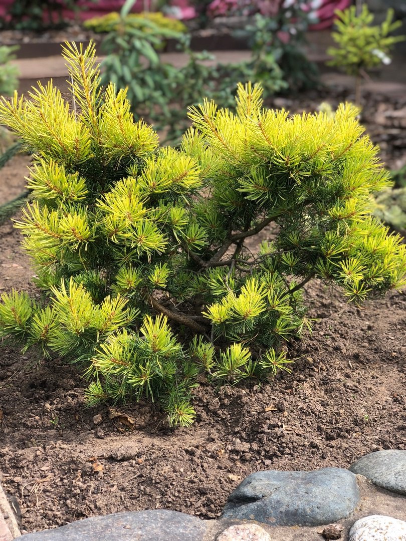 Pinus sylvestris ‘Vargguld’