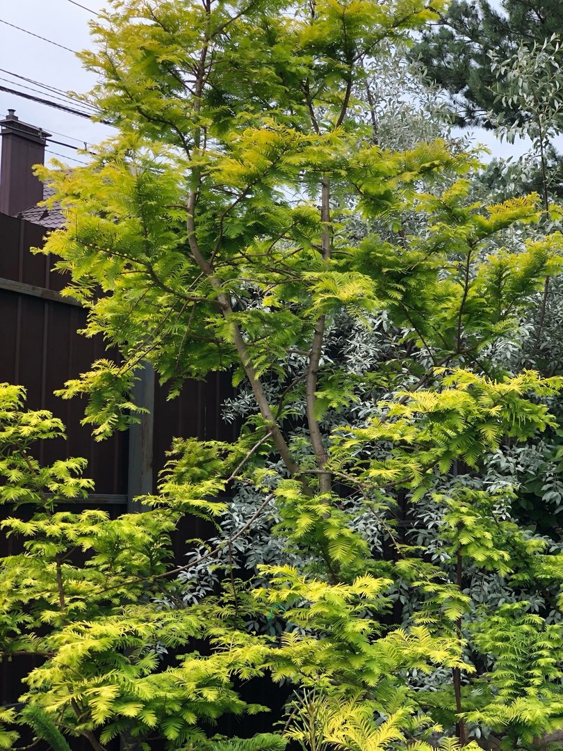 Metasequoia glyptostroboides ‘Gold Rush’