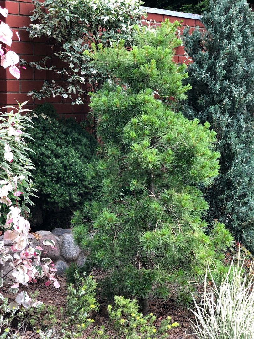 Pinus strobus ‘Niagara Falls’