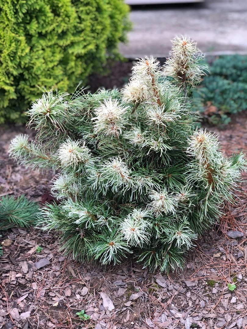 Pinus parviflora ‘Tanima-no-Yuki’
