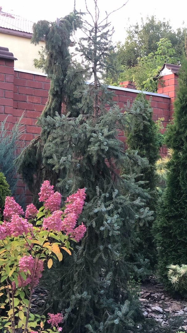 Picea omorika ‘Linda’