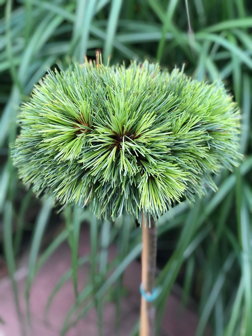 Pinus koraiensis ‘KG’ (‘Gee Broom’)