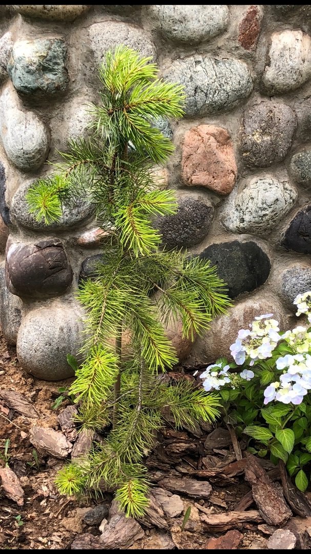 Pinus contorta ‘Aurea Pendula’