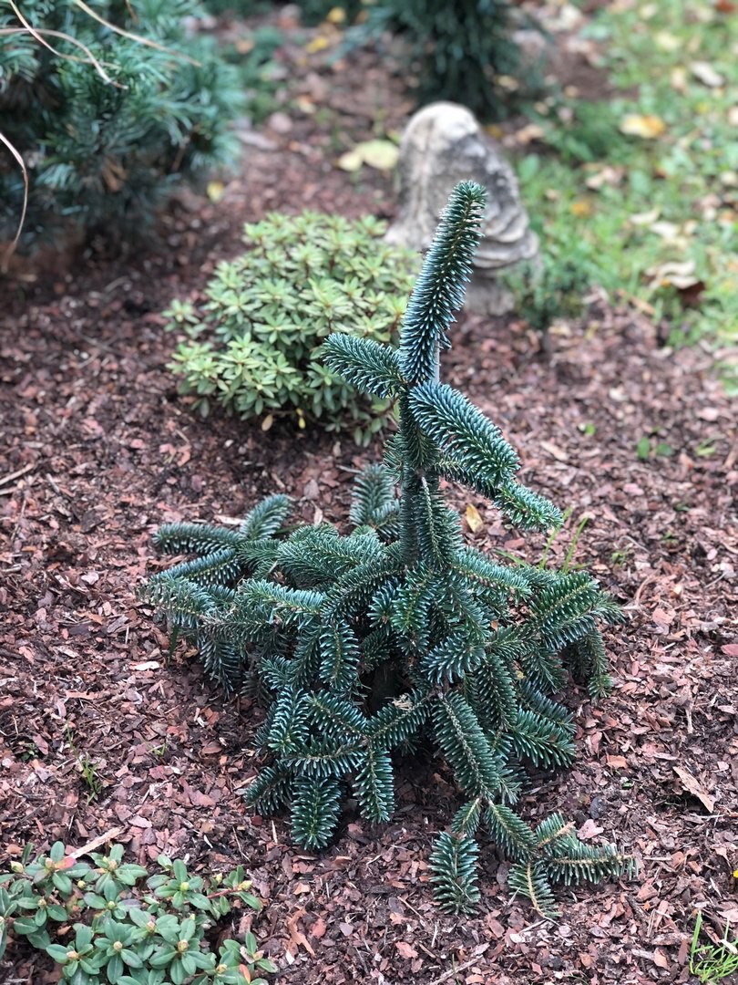 Abies numidica ‘Pendula’
