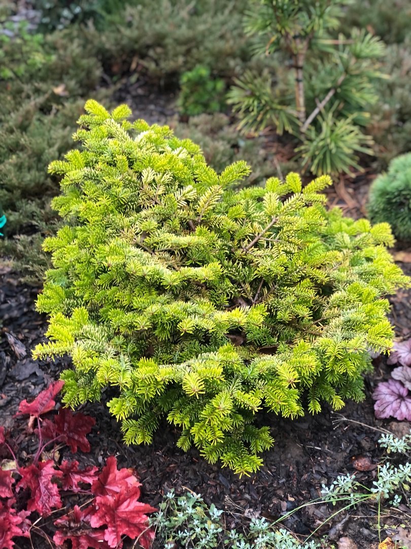 Abies nordmanniana ‘Golden Spreader’