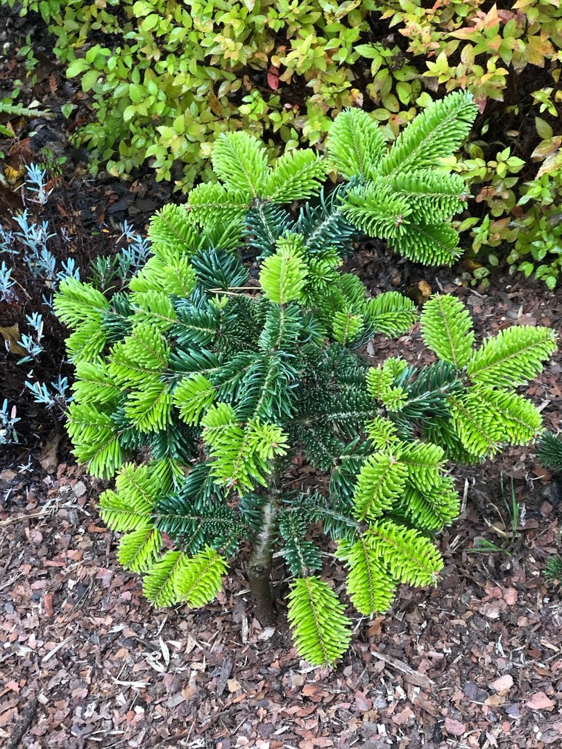 Abies bornmuelleriana 'Franke' (‘Barney’)