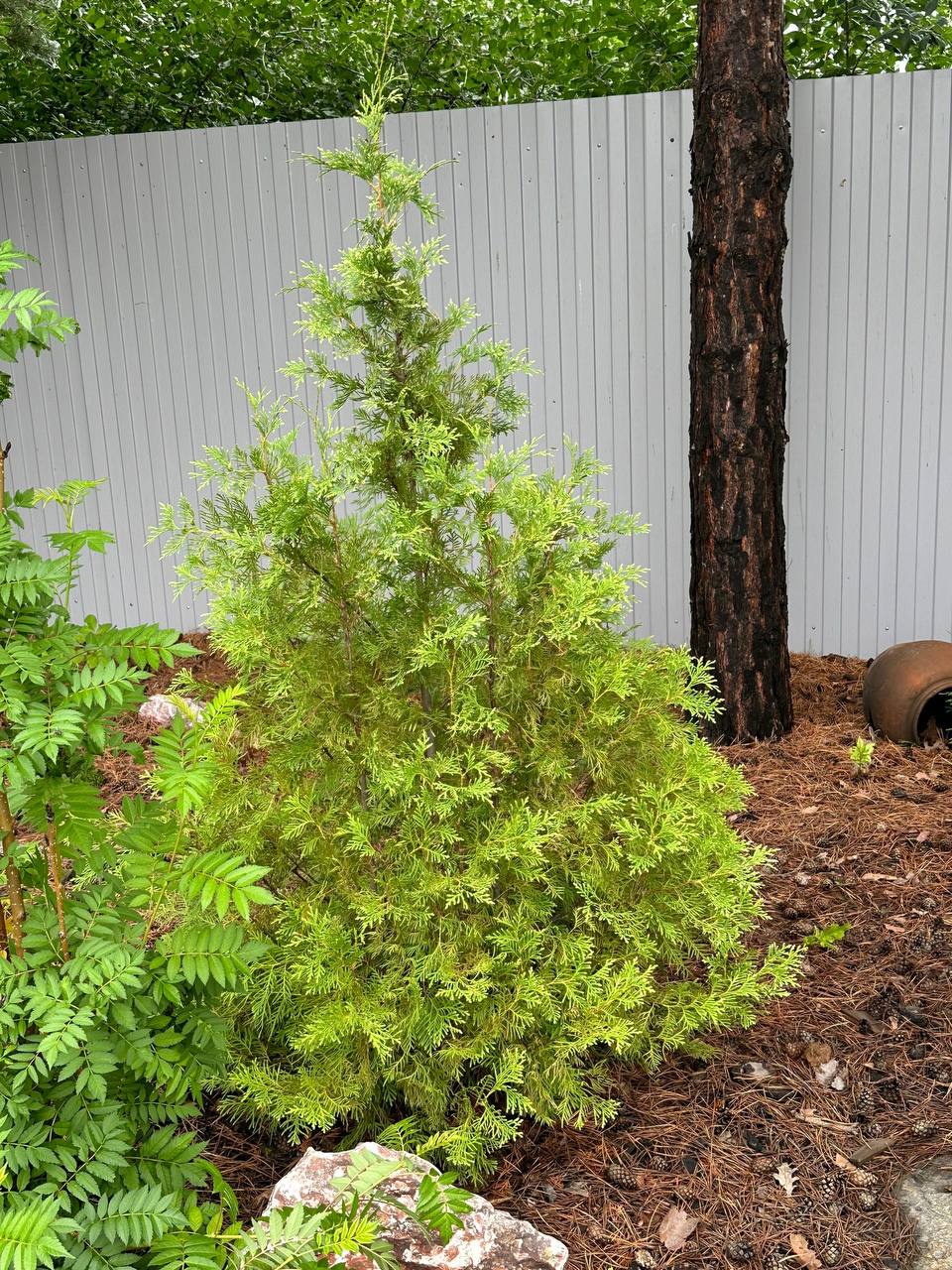Thuja occidentalis ‘Sherwood Frost’