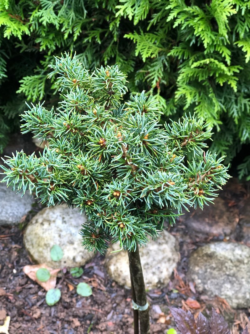 Pinus parviflora ‘Richard Lee’