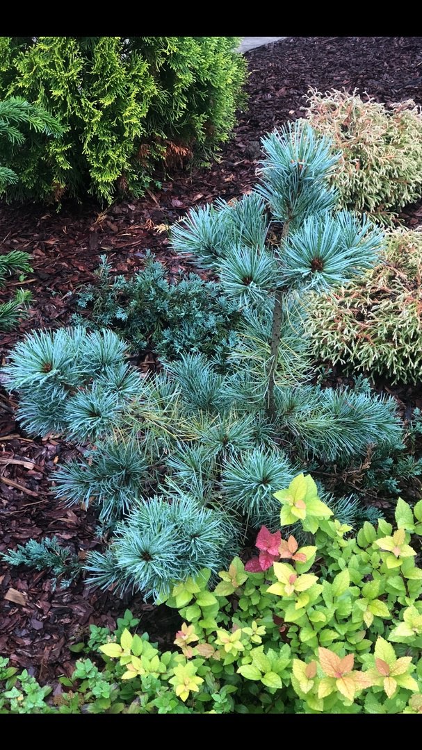 Pinus parviflora ‘Blauer Engel’