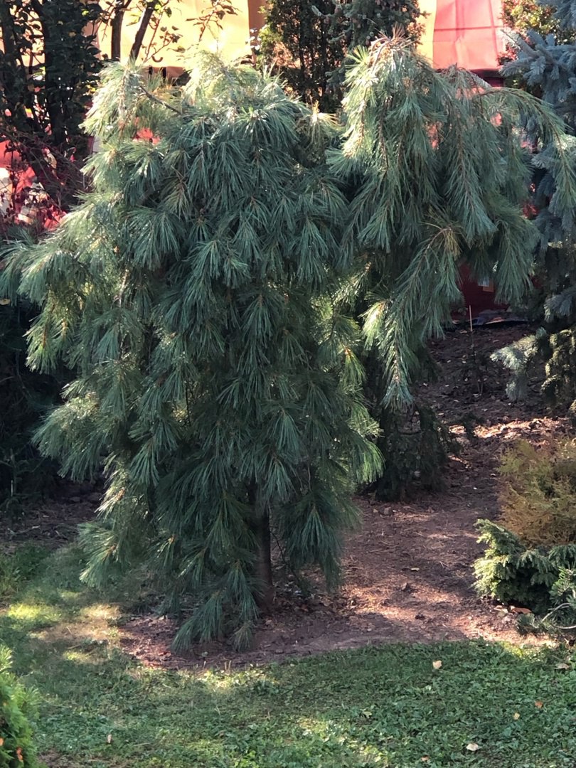 Pinus strobus ‘Pendula’