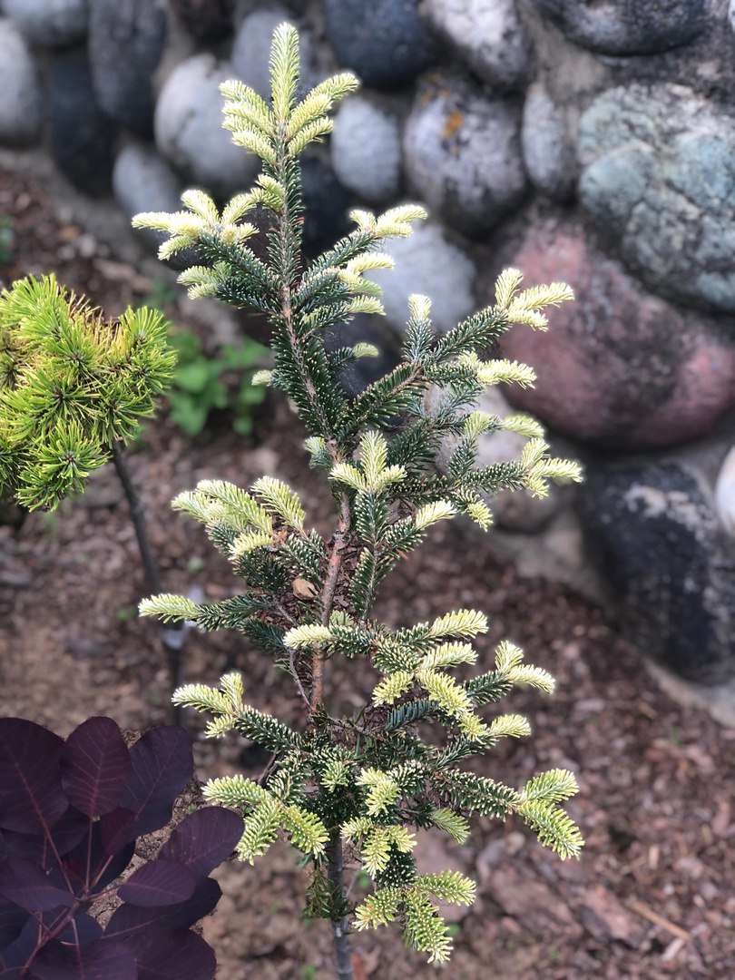 Abies fraseri 'Old Glory'
