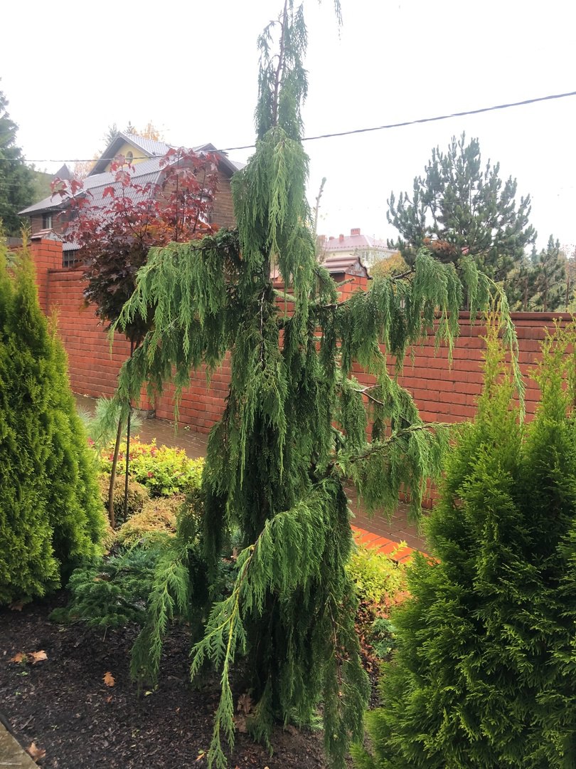 Chamaecyparis nootkatensis ‘Pendula’