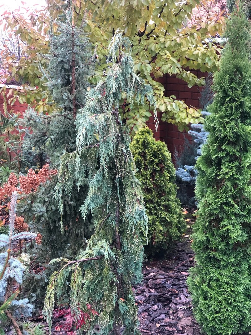 Chamaecyparis nootkatensis ‘Klippert’