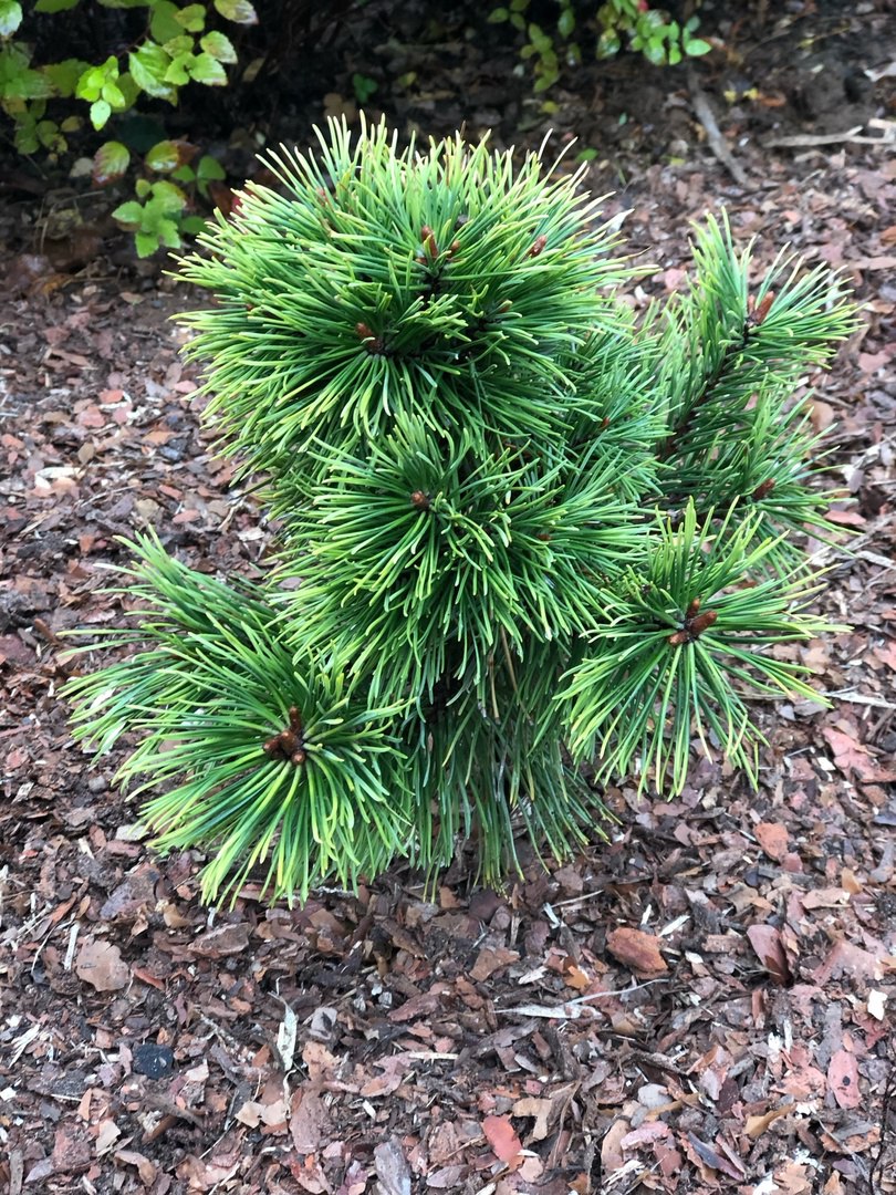Pinus mugo (uncinata) ‘Fred’