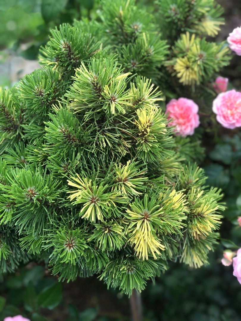 Pinus mugo ‘Albovariegata Panoch’