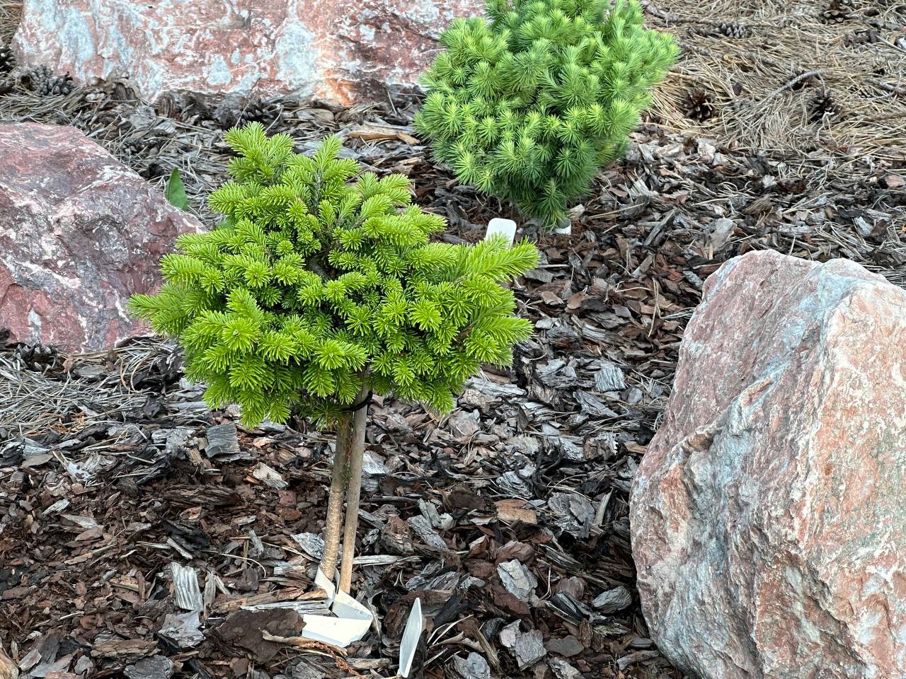 Abies sibirica 'Snezhinka'